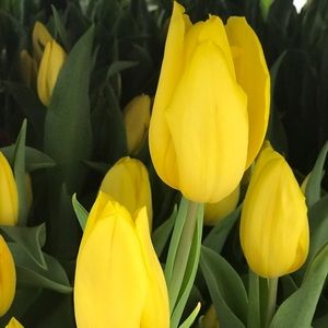 Meet your Posher, Anamari